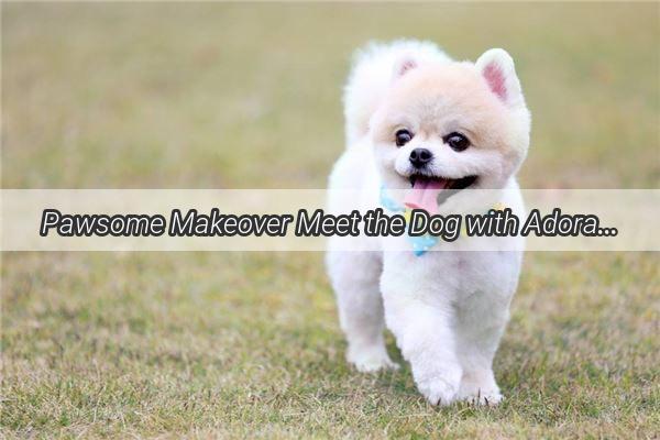 Pawsome Makeover Meet the Dog with Adorable StuckOn Brows